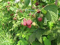 Himbeeren2.jpg