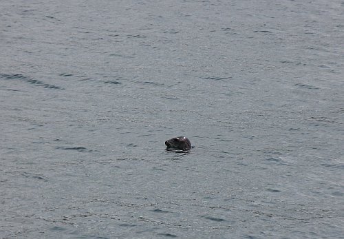 IsleOfMan2011PeelSeal.jpg