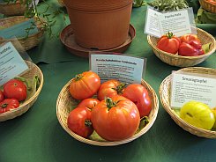 KurpfaelzischeGemueseschau2010Tomaten2.jpg