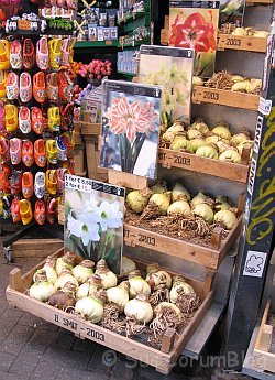 Amsterdam2010Blumenmarkt.jpg