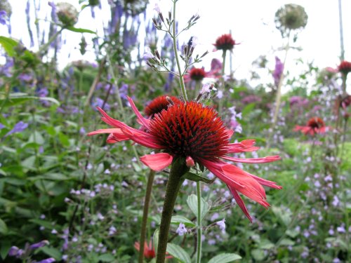 Floriade2012Echinacea.jpg