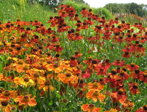 Floriade2012Echinacea2.jpg