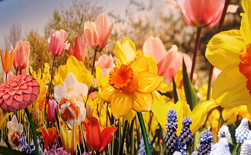 Floriade2012Kunstblumen.jpg