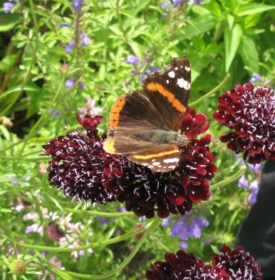 Floriade2012Schmetterling.jpg