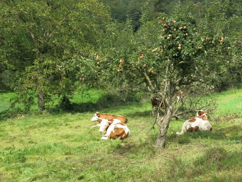 Odenwald2.jpg