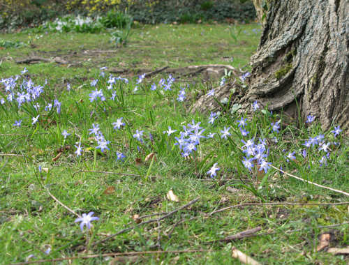 PalmenGartenBlausternchen.jpg