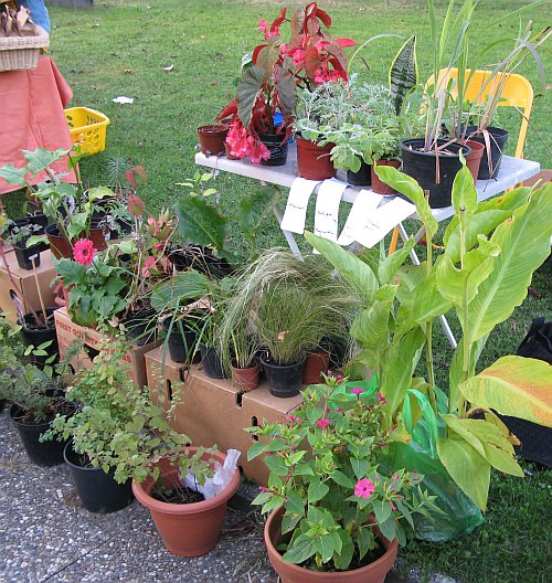 PflanzenflohmarktSeeheim_Sept2009_Stand.jpg