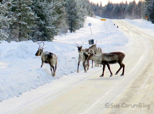 Schweden2017_Rentiere2.jpg