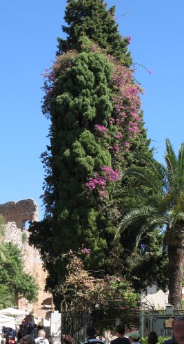 Sizilien2011_TaorminaBougainvilleaImBaum.jpg