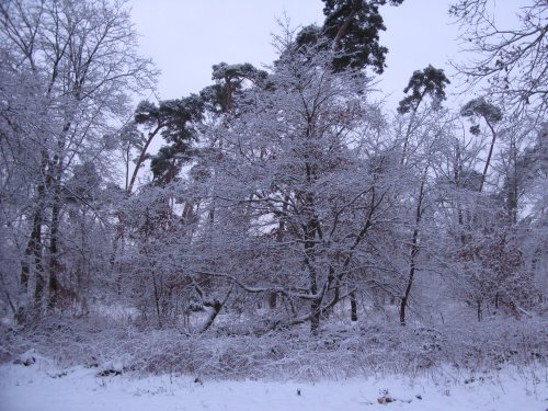 Winter2013_Wald.jpg