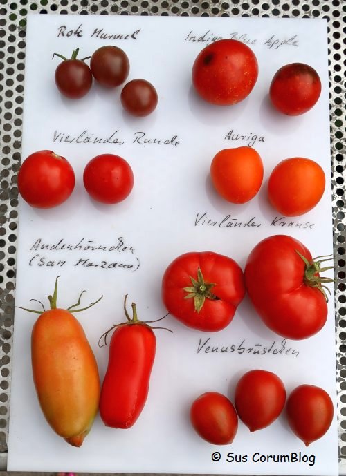 Tomaten2019_1.jpg