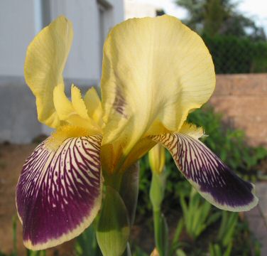 Iris2.jpg