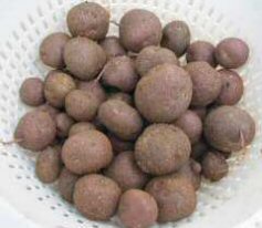 KartoffelOdenwaelderBlaue.jpg