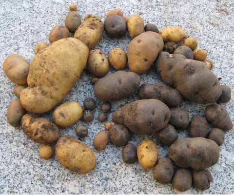 Kartoffelernte2007.jpg