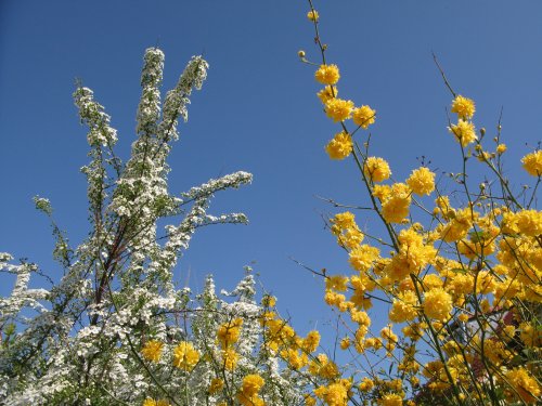 KerriaUndRanunkelVorBlauemHimmel.jpg