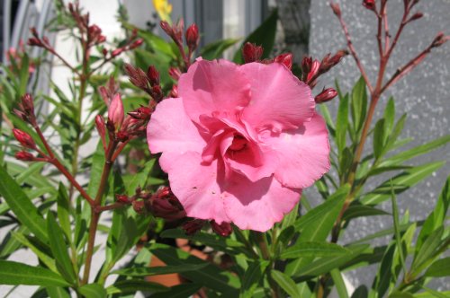 Oleander2009.jpg