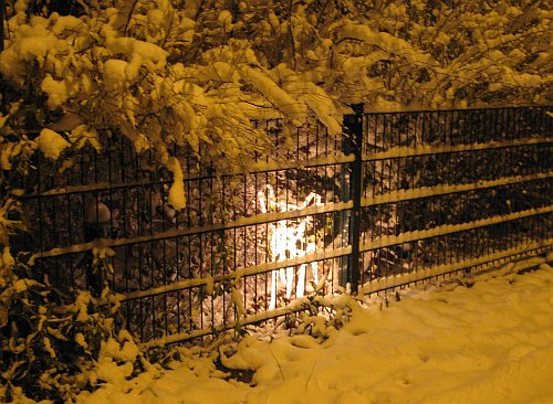SchneeReh2010.jpg