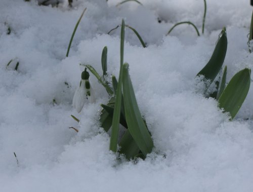 Schneegloeckchen2010AnfangMaerz.jpg