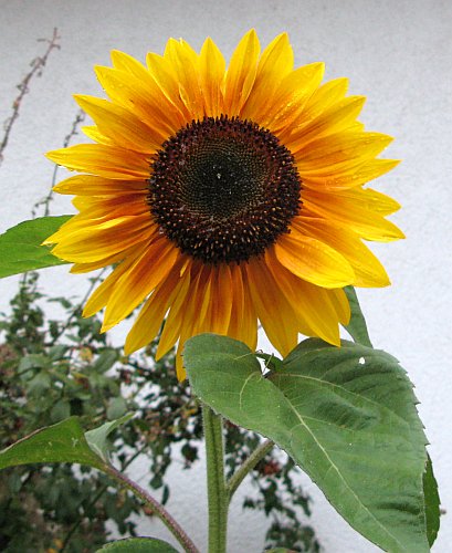 Sonnenblume2010.jpg