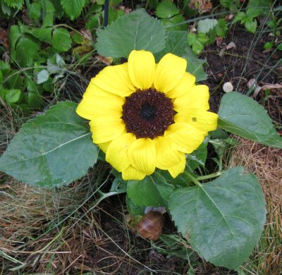 SonnenblumeMitSchnecken.jpg