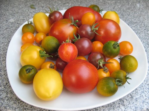 Tomaten2012.jpg