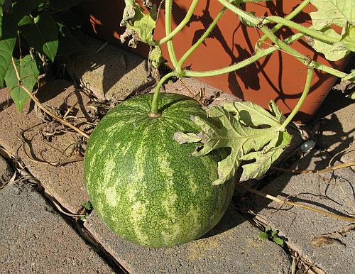 Wassermelone2008.jpg