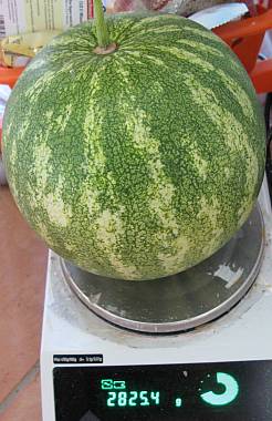 WassermeloneAufWaage2008.jpg