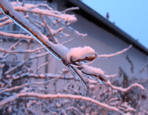 Winter2013_VereisterUndVerschneiterBusch.jpg