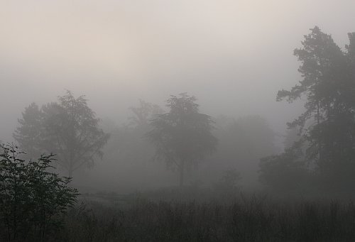 Nebel2009.jpg