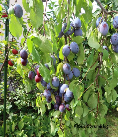 Zwetschgenbaum2019.jpg