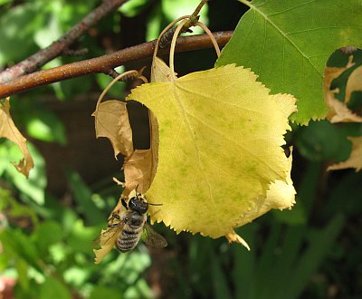 Blattschneiderbiene2012_4.jpg