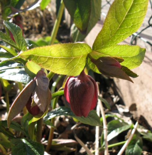 Christrose2008.jpg