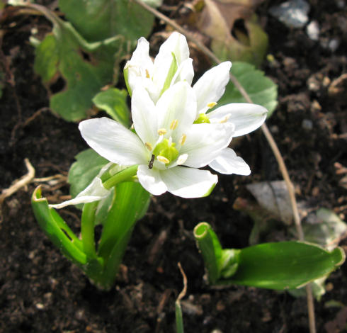 DoldigerMilchstern2008.jpg