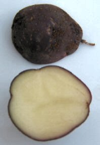 KartoffelOdenwaelderInnen.jpg