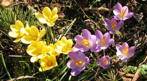 Krokusse2008.jpg