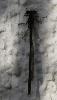 LibelleImFebruar2008.jpg