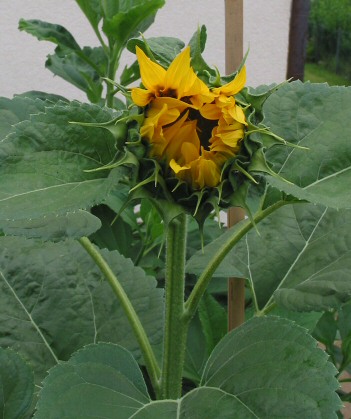 Sonnenblume1.jpg