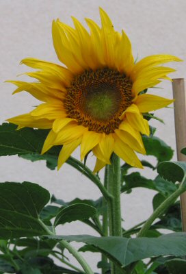 Sonnenblume2.jpg
