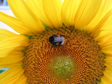 Sonnenblume3.jpg