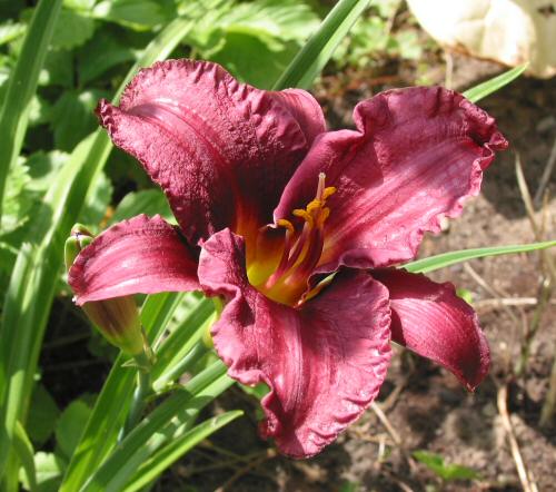 TaglilieSiloamPurplePlum