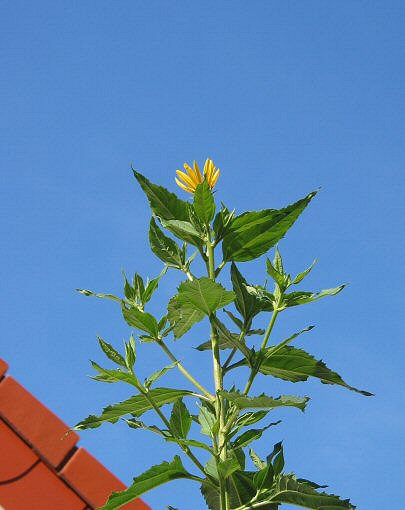 TopinamburGenHimmel.jpg